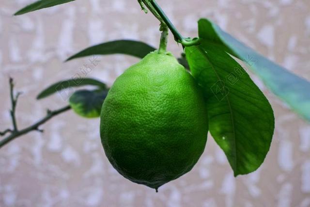 工作表 水果 食品 性质 植物 柠檬 布鲁姆 生活的本质