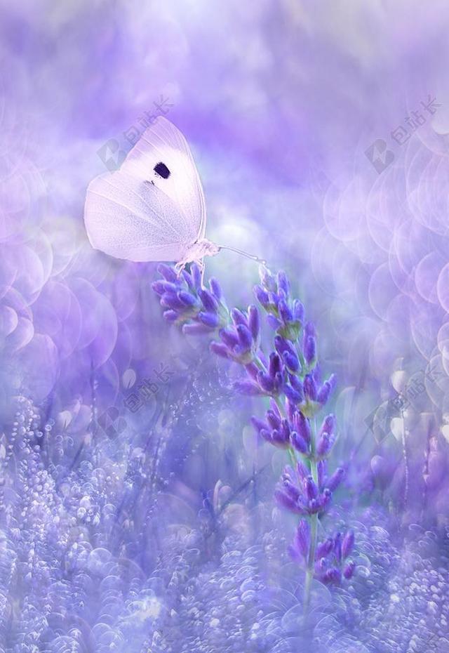 性质 花 夏季 颜色 背景 蝴蝶 纹理 结构 昆虫 开花