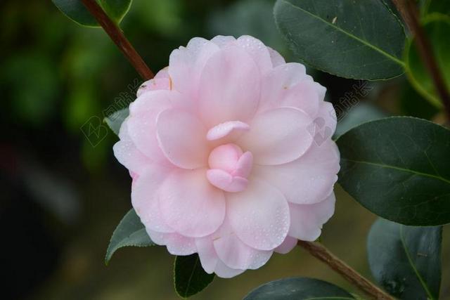 花 花淡粉红色 茶花粉红色 植物 叶 性质 履行 开花