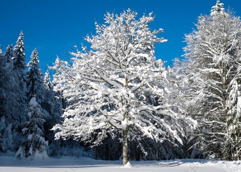 树 冬天 雪景 幼树 雪 寒冬 冷 弗罗斯特 冬天的寒冷