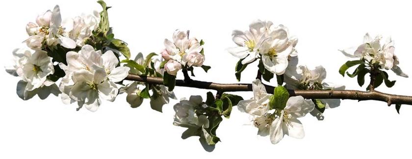 开花 春天 白 厂 梅花 性质 孤立 美丽 微妙 开花枝