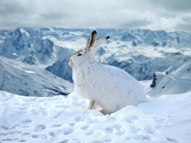 兔 野兔 兔子 雪 冬天 冰 冷 山 野生动物 户外