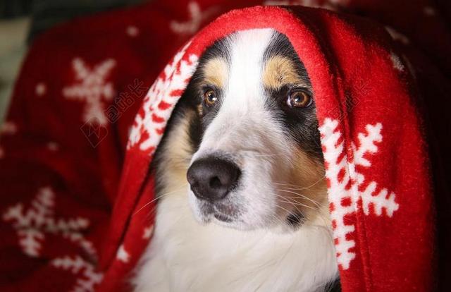 狗 黑松露 肖像 国内动物 小狗 圣诞节 边境牧羊犬 动物
