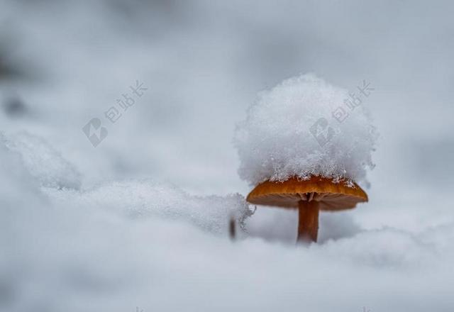 雪 雪帽 蘑菇