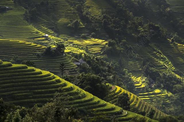 越南 米 稻田 河江 露台 HOANG苏披 旅行 景观 天性