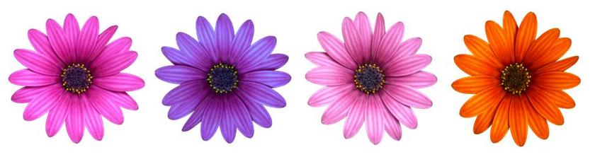 花 鲜花 雏菊 夏季 蓝色的花 橙花 紫色的小花 黄色花 紫