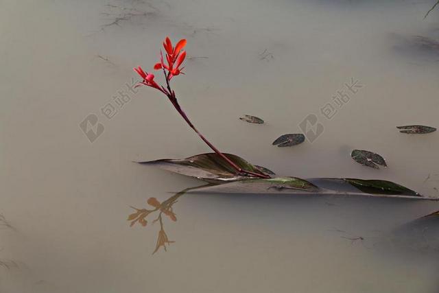 白色清新水中的花背景图片