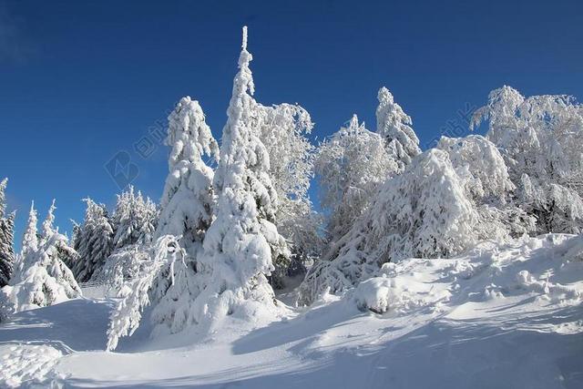 冬天 雪 冬季森林 寒冬 冷 白 光 雪覆盖 雪跟踪 雪景