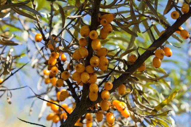 树 水果 食品 植物 大果沙棘 莓果 口味 性质 别墅