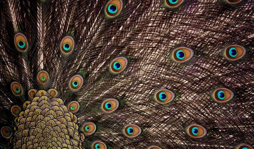孔雀羽毛 轮 羽毛 虹彩 动物 骄傲 丰富多彩 击败拉德