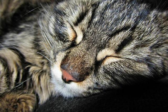 睡觉的灰色的猫背景图片