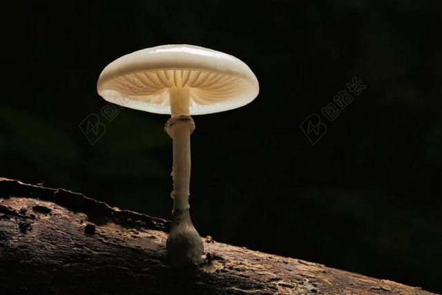 蘑菇 性质 木