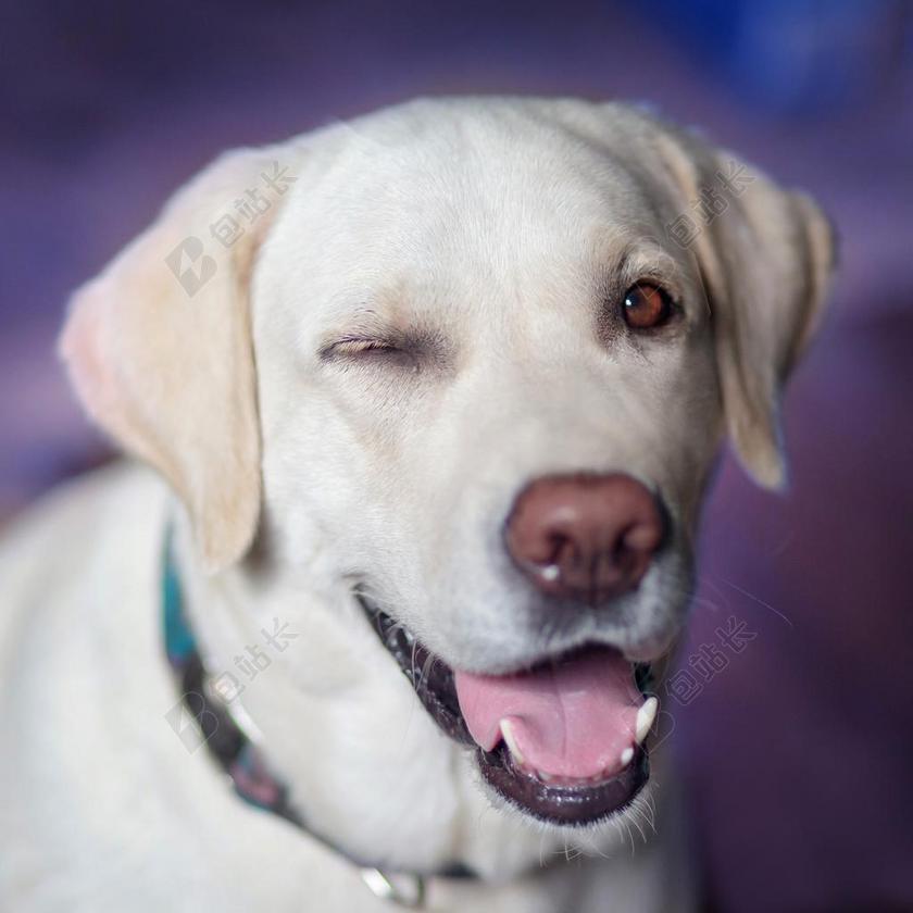 狗 拉布拉多 欢乐 媚眼 视图 特写
