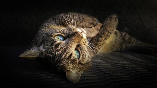 猫 基蒂 宠物 动物 可爱 小猫 家养 猫的 毛皮