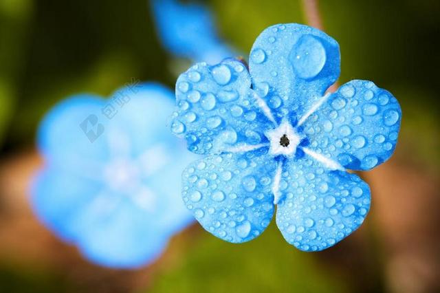 花 宏 忘记 滴 水 雨 露水 厂 开花 性质 夏季