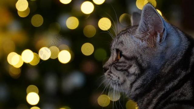 动物 圣诞节 猫 宠物 冬天 圣诞 来临 12 月 黄金