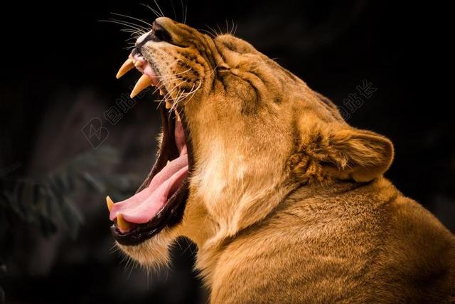 狮子 动物世界 打哈欠 累 捕食 动物园 大猫 母狮 猫