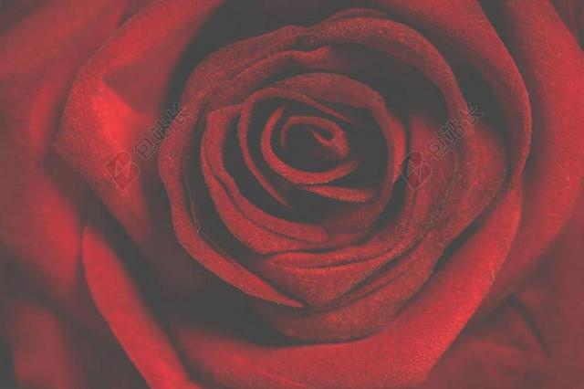 玫瑰 浪漫 花瓣 爱 桌面背景 很好 浪漫的爱情 情人节