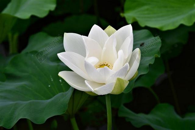 莲花 白花 白莲 植物 大自然 白色 夏天 鲜花 花园