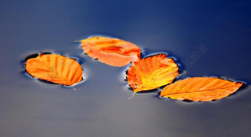 叶子 秋季 秋天的落叶 金色的秋天 性质 过客 红色 变色