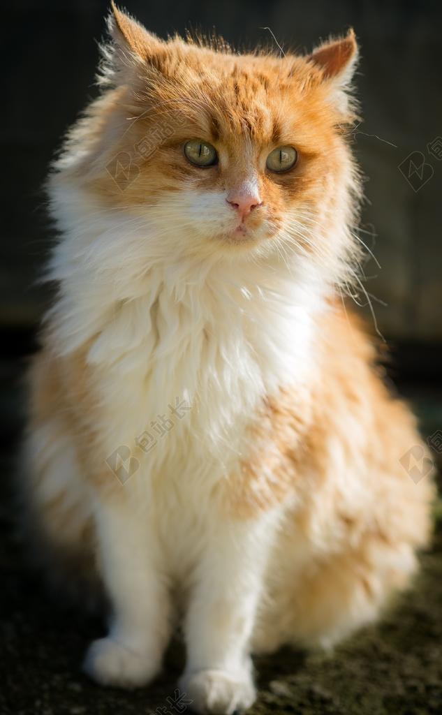猫 在狗窝 国内的动物 动物 小猫 美丽的猫 宠物