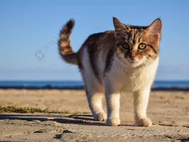 猫 迷路 动物 可爱 年轻 脸 眼睛 海滩 肖像 户外