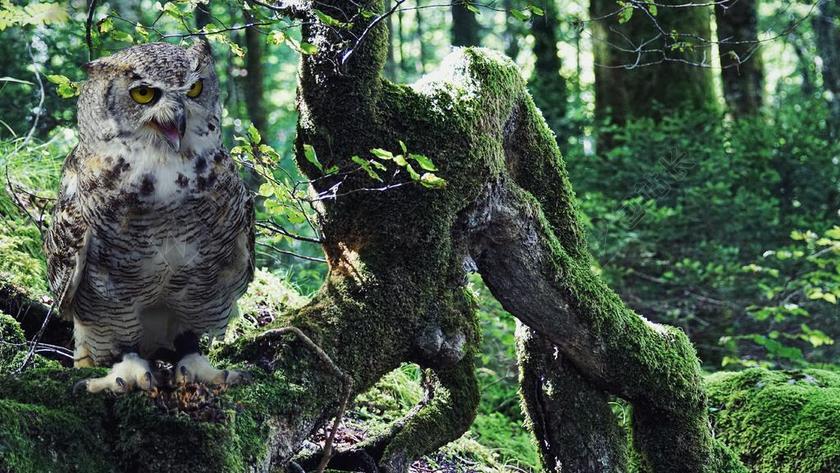 猫头鹰 雕鸮 鸟 鸷鸟 猛禽 羽毛 性质 森林 年轻的猫头鹰