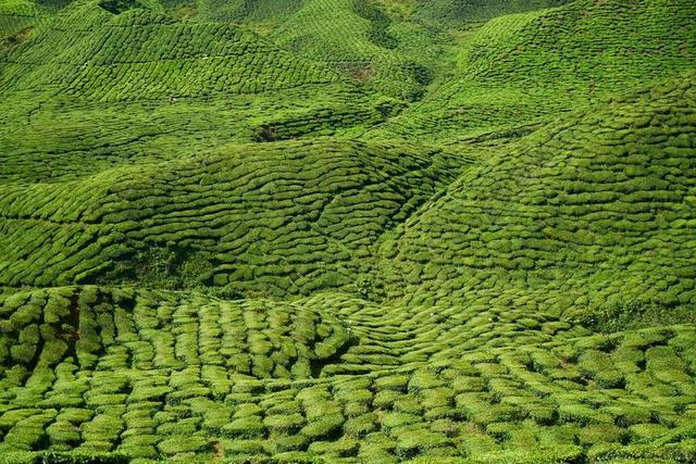 茶 花园 场 绿色 景观 植物 微小的树 叶子 茶园 亚洲