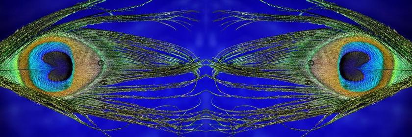 孔雀羽毛 镜像 宏 全景的格式 孔雀 羽毛 性质 颜色 虹彩