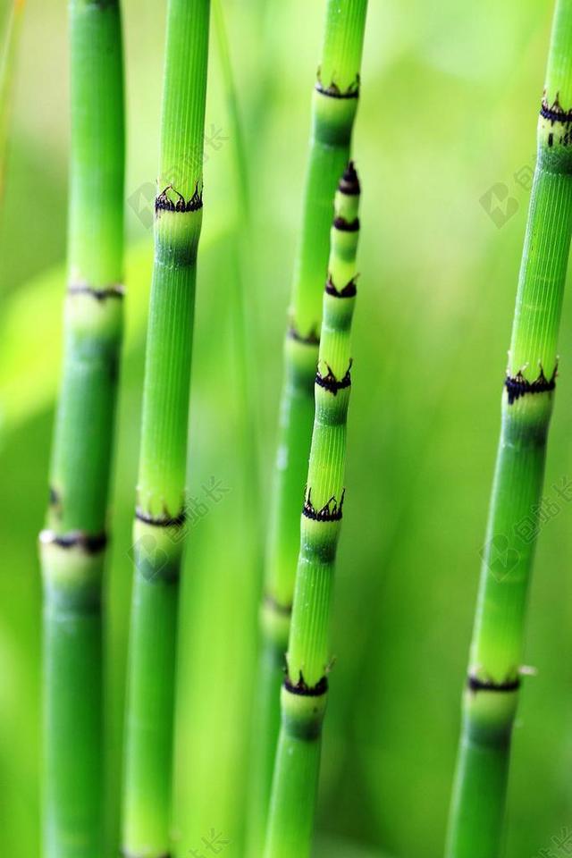 绿色鲜嫩竹子背景图片