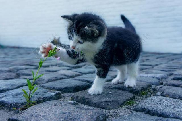 猫咪 花卉 石头 小猫 宠物 猫 鲜花 动物 草