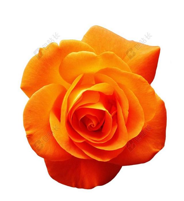 玫瑰 橙 开花 花 橙色玫瑰 关闭 玫瑰绽放 玫瑰花瓣 性质