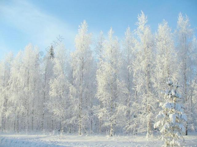 冬季 森林 雪 冬季道路 松 树木 性质 景观 弗罗斯特