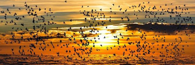性质 动物 鸟 候鸟 飞 南 天空 横幅 标头 夕阳