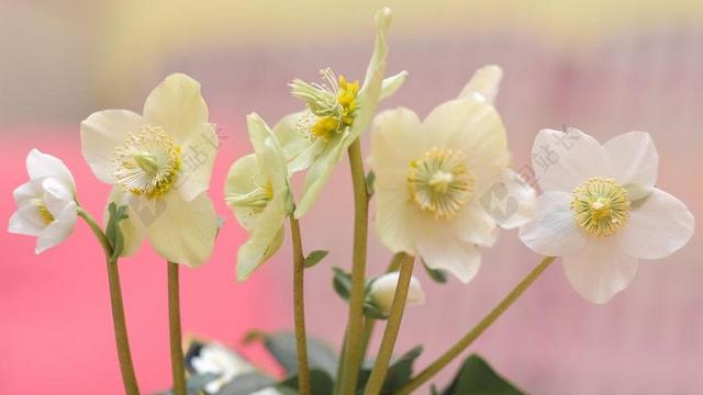 粉红色的圣诞节 白 花 性质 植物 花瓣 履行 露水 花束