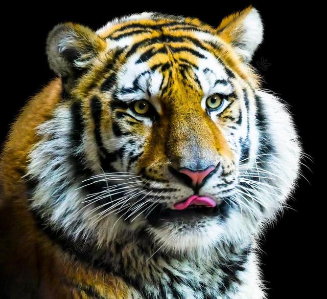 动物 虎 猫 AMURTIGER 捕食 危险 西伯利亚虎 虎头