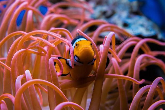 鱼 鱼 水族馆 水下 海洋 珊瑚 橙色