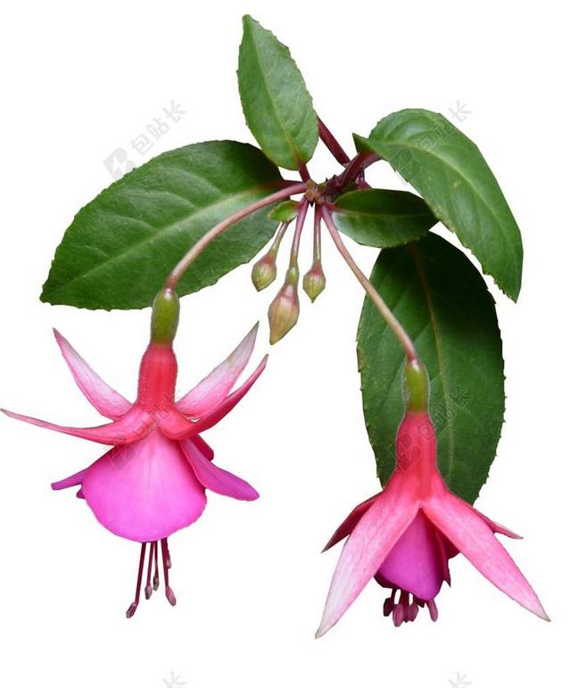 倒挂金钟 花 夏天 植物