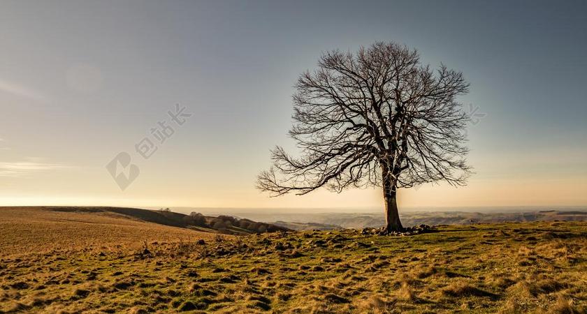 树 秋天 性质 秋天的颜色 秋季景观 景观 多彩 这棵老树