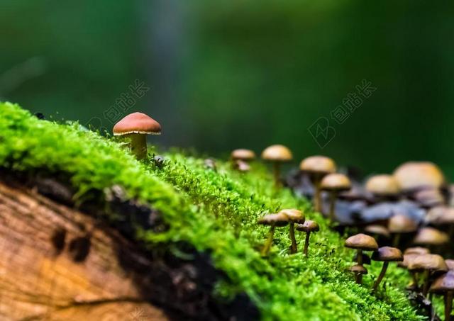 性质 森林 蘑菇 绿色 苔 秋季森林 背景 屏幕背景 日志