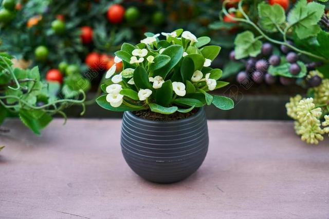 植物 花盆 氧气 叶绿素 光合作用 植被 宏 生活 颜色
