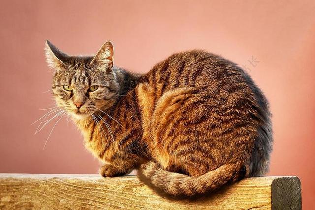 猫 动物 宠物 可爱的猫咪 橙 肖像 猫的眼睛