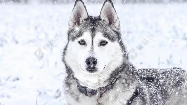 赫斯基 雪 狼