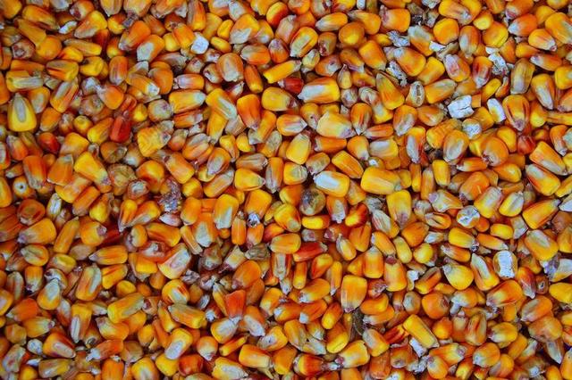 干 MAG 壁纸 玉米 谷物 结构 示例 营养 食品 健康