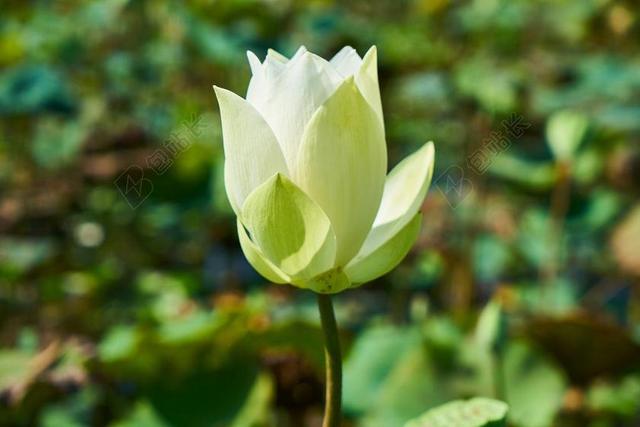 莲花 植物 花卉 性质 叶子 花瓣 热带 热 亚洲 柬埔寨