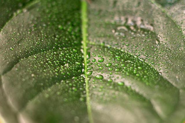 叶 珍珠 植物 雨 性质 罗西奥 环境 水分子 湿