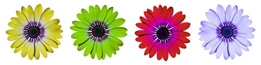 花 鲜花 雏菊 夏季 蓝色的花 橙花 紫色的小花 黄色花 紫