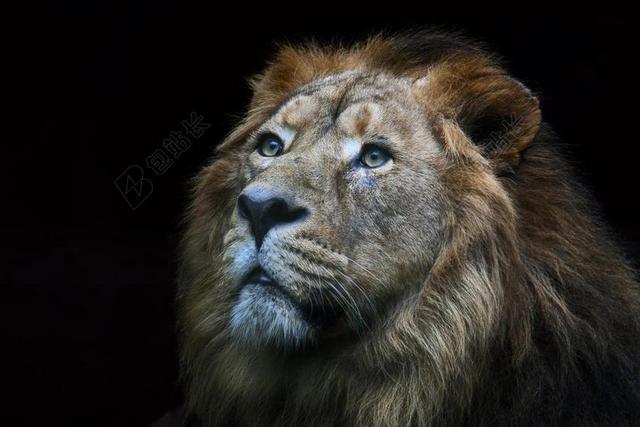 狮子 野生 动物 性质 非洲 野生动物 猎物 寒冷