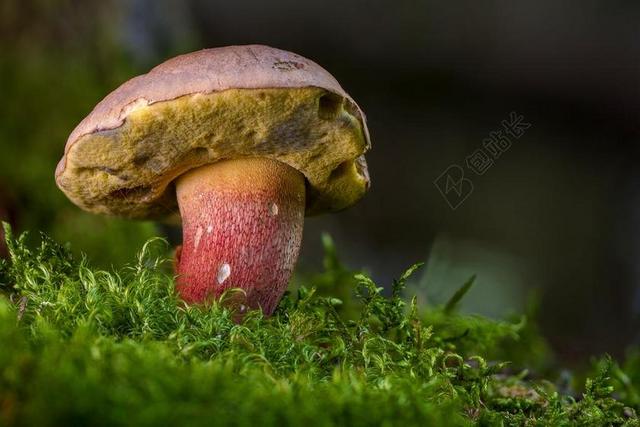 美丽的脚牛肝菌 牛肝菌CALOPUS 蘑菇 RAC
