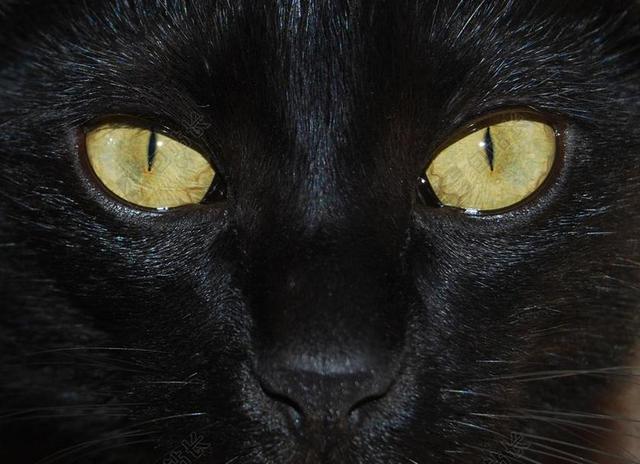 猫咪 肖像 眼睛 脸 黑猫 枪口 看看